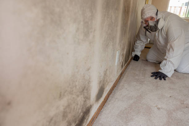 Mold Odor Removal Services in Troy, NY